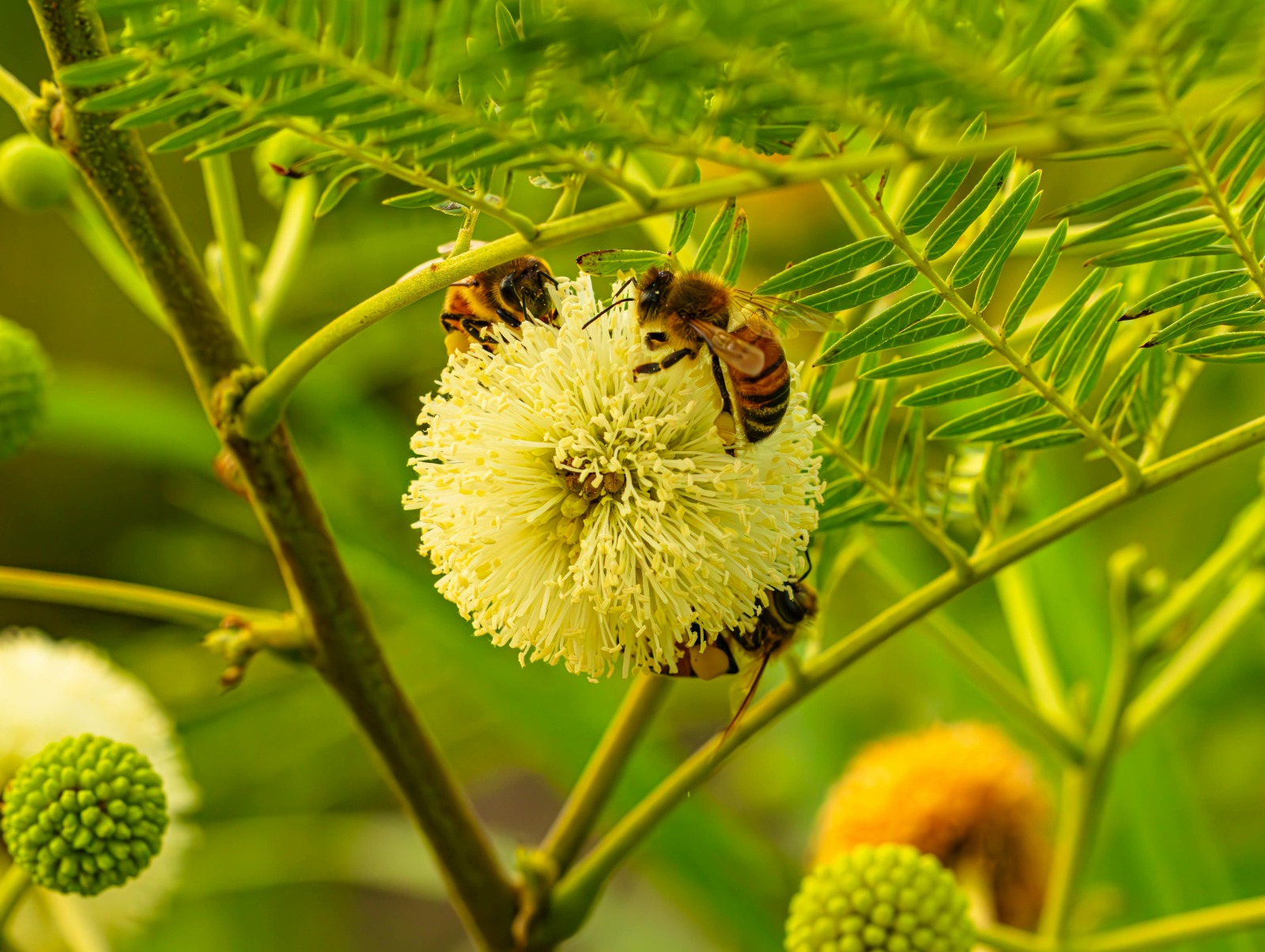 Biodiversidad