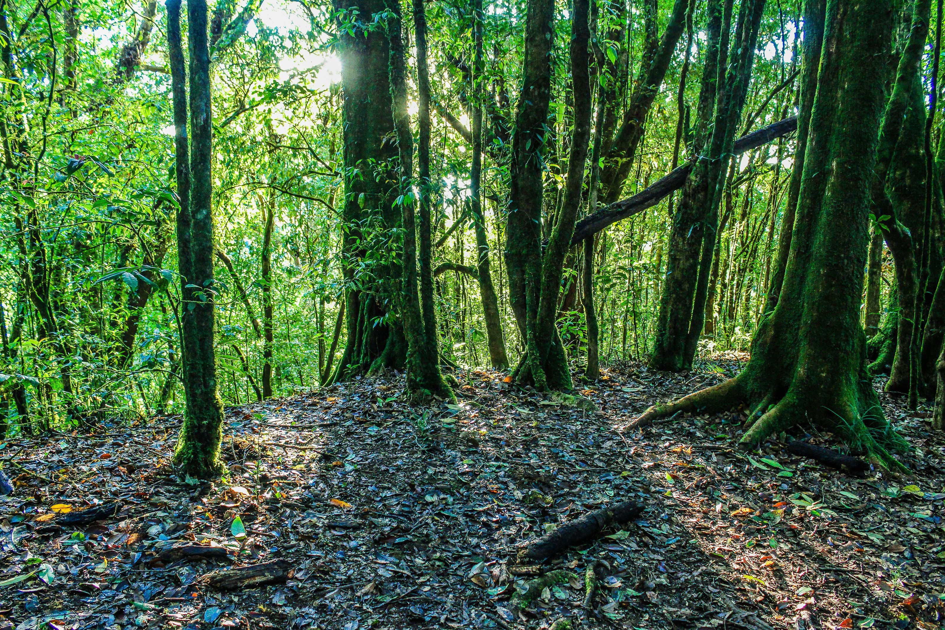 10 Curiosidades sobre los Bosques